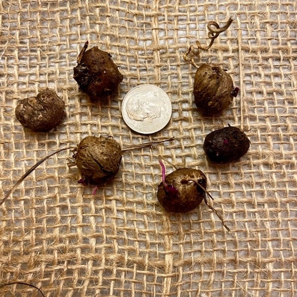 2 Small Organic Ube Bulbils Purple Yam Dioscorea alata Edible Perennial 35% OFF IN MAY!