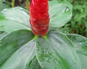 SPIRAL GINGER Costus barbatus Organic 2 Rhizomes Edible Perennial Easy to Grow in Garden or Container Fast Shipping