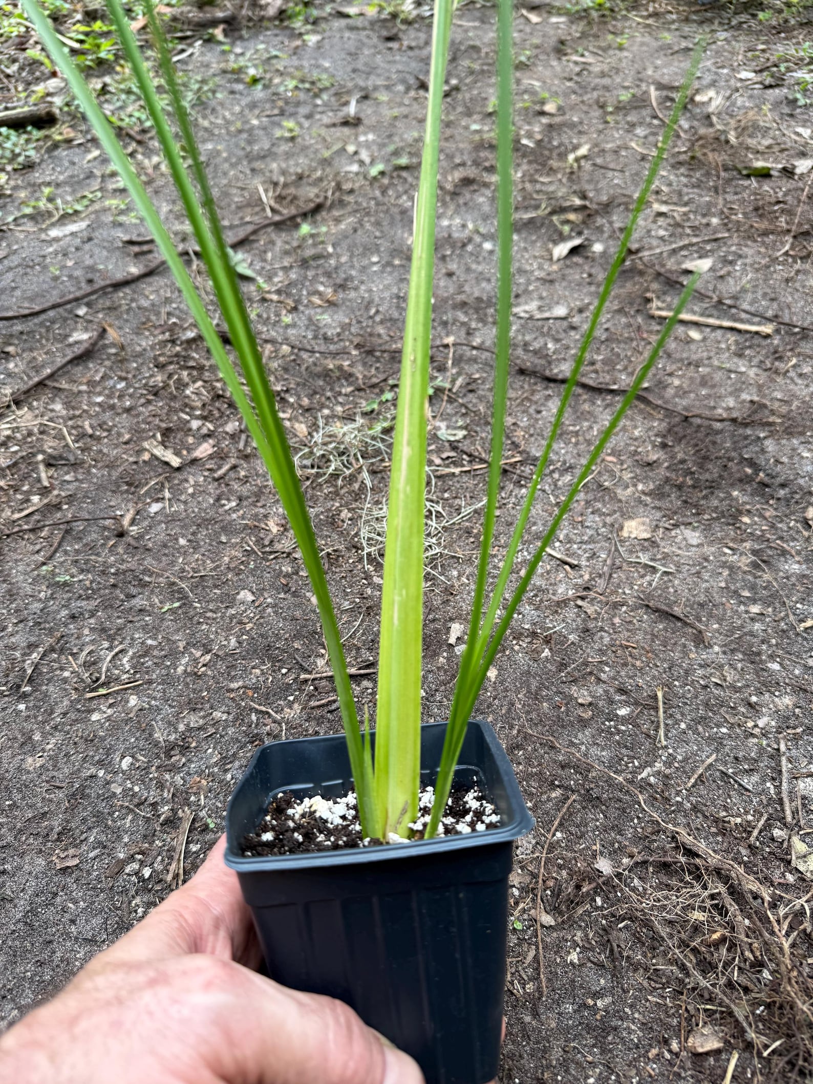 Vetiver Grass Live PLANT Erosion Control Fragrant Roots 3.5 Pot - Etsy