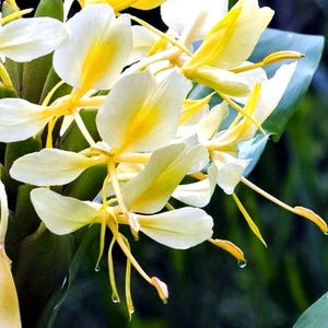 May include: Close-up of white and yellow flowers with long, delicate stamens. The petals have a soft, layered appearance, with a vibrant yellow center that fades to white at the edges. The background is a blurred green.