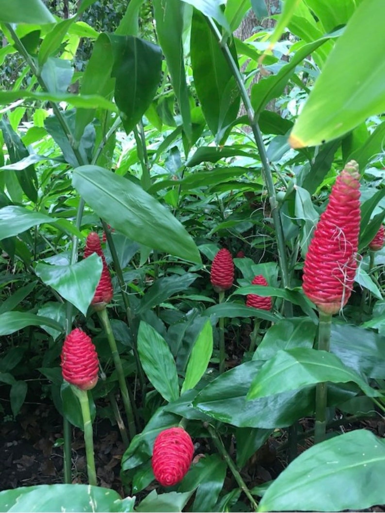 SHAMPOO GINGER AWAPUHI Zingiber Zerumbet 2 Organic Rhizomes Etsy