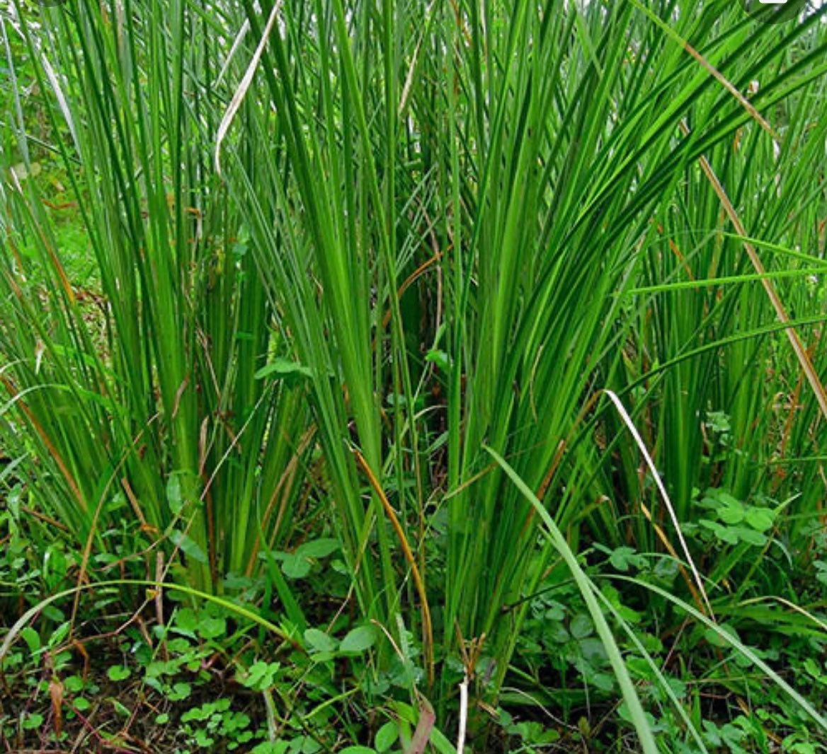Vetiver Grass 2 Rooted Divisions Organic Chrysopogon Etsy