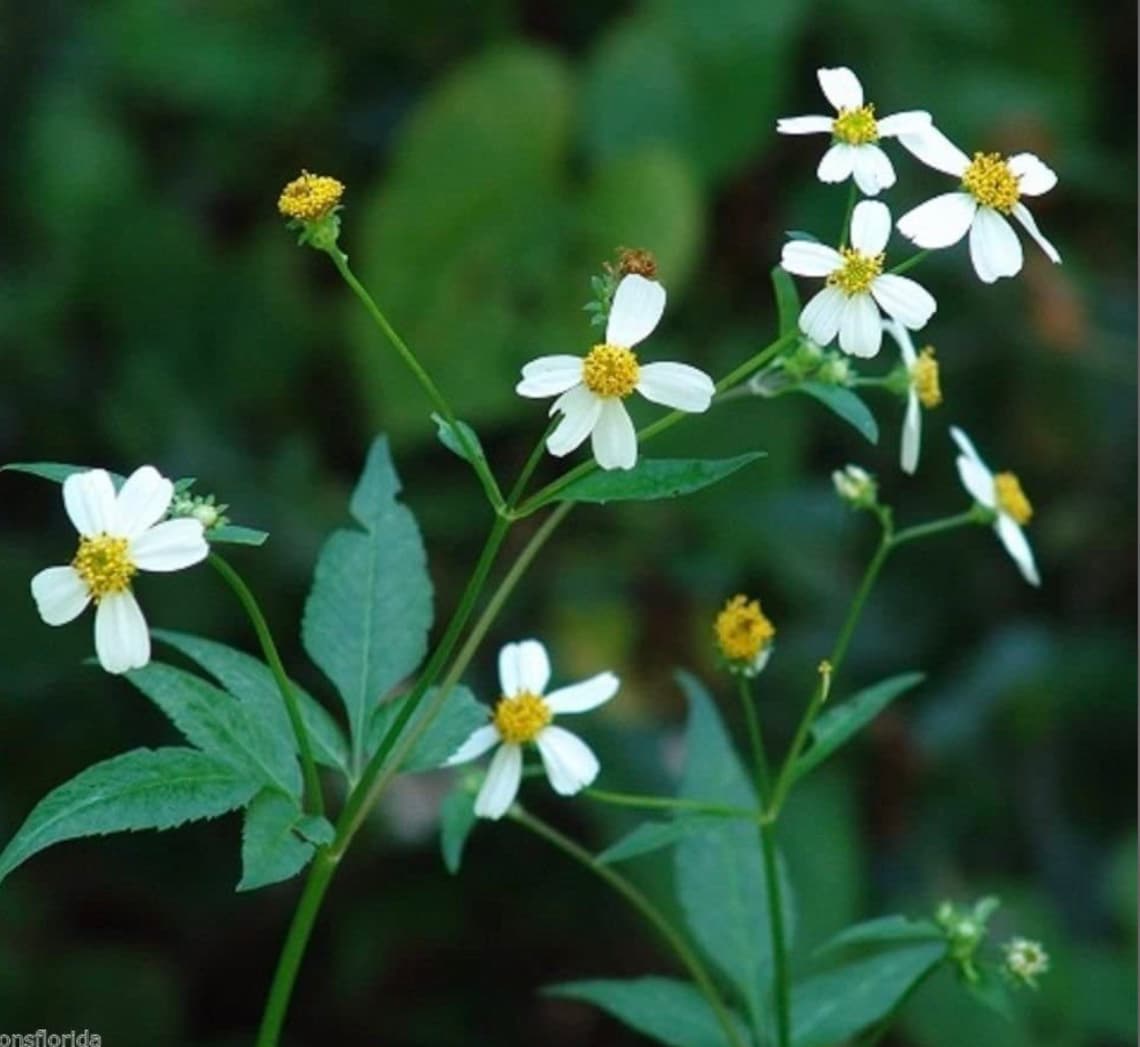 SPANISH NEEDLE Bidens Alba 1 Organic Rooted Plant Wild Edible Etsy