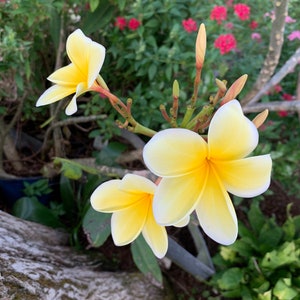 PLUMERIA HAWAIIAN LEI Flowers 1 Cutting Ready To Plant Easy to Grow Your Own in Garden or Container Fast Shipping