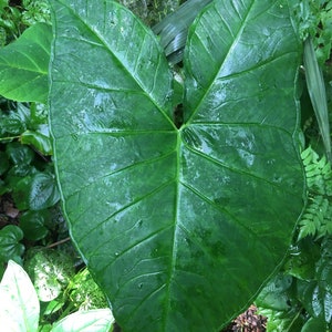 ELEPHANT EAR Alocasia 2 Organic Rhizomes Huge Landscape Plant or Container Addition Fast Shipping