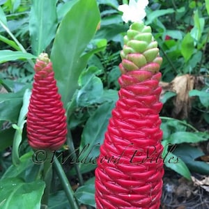 SHAMPOO GINGER AWAPUHI Zingiber zerumbet Organic Rhizomes Easy To Grow For Garden or Container Florida Grown image 4