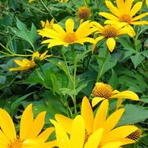 MEXICAN SUNFLOWER Tithonia diversifolia 3 Organic Cuttings Easy to Grow Nitrogen Fixer in Garden or Container Fast Shipping