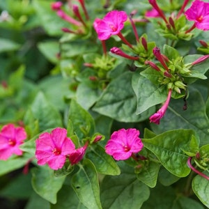 May include: A close-up of pink four-o'clock flowers blooming in a lush green garden. The flowers have a delicate, ruffled appearance and are surrounded by vibrant green leaves.