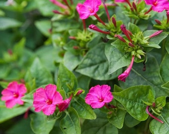 Four O'Clock Flower Plant 3.5” Pot Organic Mirabilis Jalapa, Fuchsia Blooms