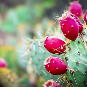 May include: Close-up of a prickly pear cactus with vibrant red fruits. The cactus pads are a muted green, covered in sharp spines. The fruits are oval-shaped with small white dots, and the background is blurred green.