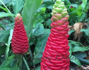 Organic Shampoo Ginger 3.5” Pot 12”+ Live PLANT Awapuhi Zingiber zerumbet Florida Grown