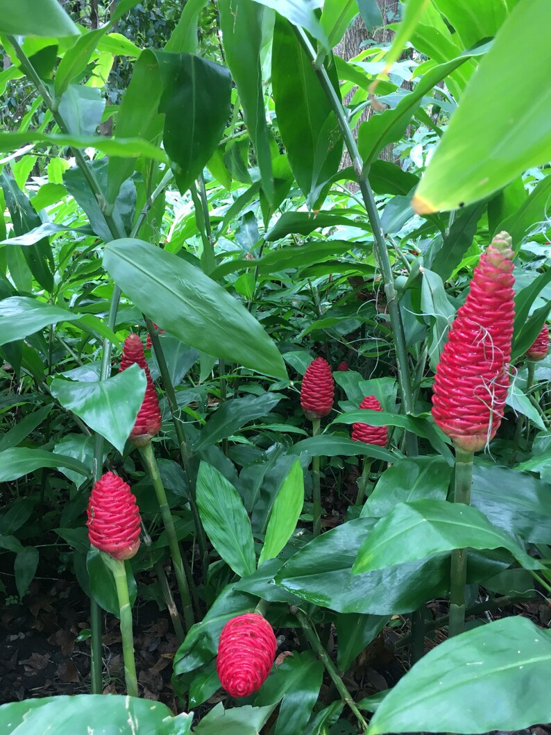 SHAMPOO GINGER AWAPUHI Zingiber zerumbet 2 Organic Rhizomes Etsy