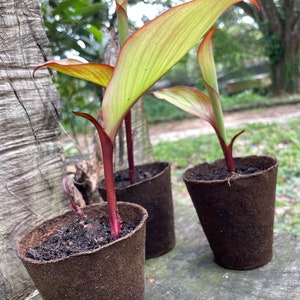 Achira Canna Edulis PLANT 1 Organic Plant Easy to Grow Perennial Garden & Container Fast Shipping