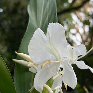 May include: Close-up of a white ginger lily flower with delicate, ruffled petals and a yellow stamen. The flower is set against a backdrop of green foliage and a blurred, natural background.