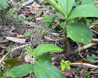 SPIRAL GINGER Plant Costus barbatus Organic 1 Plant Edible Perennial Easy to Grow in Garden or Container Fast Shipping