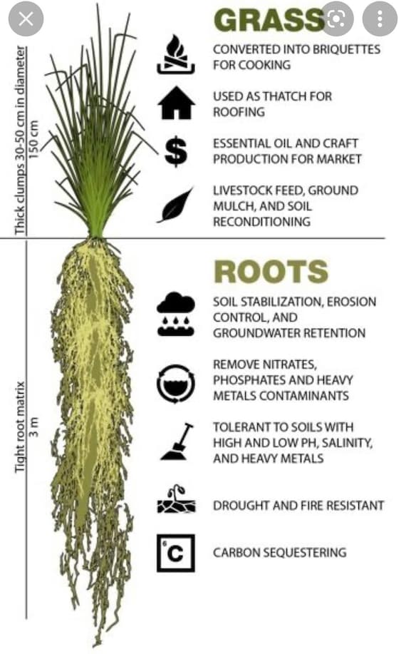 Vetiver Grass Rooted Divisions Organic Chrysopogon Israel, 41 OFF