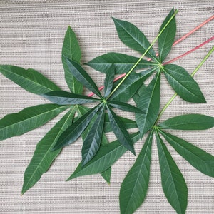 25 Yuca/Cassava Manihot esculenta Leaves Organic Fresh Picked for Eating
