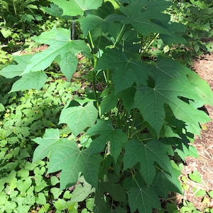 CHAYA TREE SPINACH Cnidoscolus aconitifolius Maple Variant 3 Organic Perennial Cuttings Easy to Grow Garden & Container Fast Shipping
