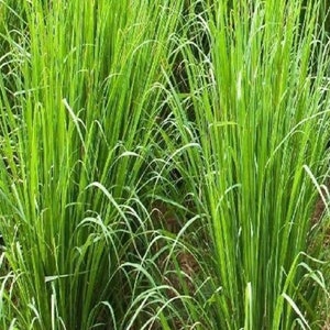 May include: A close-up shot of vibrant green lemongrass plants. The tall, slender leaves arch gracefully, creating a lush, textured appearance. The image showcases the natural beauty and freshness of the plant, with a focus on its bright green color and delicate structure.