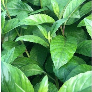 Longevity Spinach Gynura procumbens ORGANIC 2 Cuttings