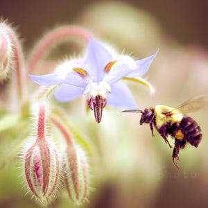 Bumble Bee Print, Botanical Print, Nature Print, Floral Print, Botanical Decor, Floral Photo, Flower Garden, Printable Wall Art, Popular