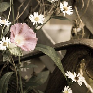 Blumendruck, Natur Druck, druckbare Wandkunst, botanische Dekor, Blumenfoto, Blumengarten, Wohnkultur, beliebt, druckbare Blumenfoto