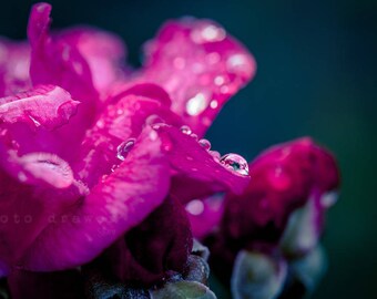 Flora Print, Nature Print, Printable Wall Art, Botanical Decor, Floral Photo, Flower Garden, Home Decor, Printable Flower Photo, Water Drop