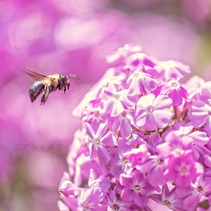 Bumble Bee Print, Botanical Print, Nature Print, Floral Print, Botanical Decor, Floral Photo, Flower Garden, Printable Wall Art, Popular