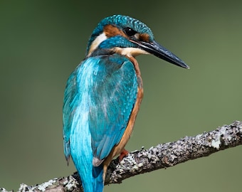 Kingfisher Greeting Card