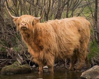 Highland Cow Greeting Card