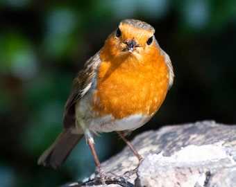 Robin Greeting Card