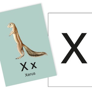 1 Postkarte X wie Xerus Ergänzungskarte zum ABC Karten Set