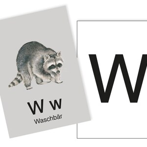 1 Postkarte W wie Waschbär Ergänzungskarte zum ABC Karten Set