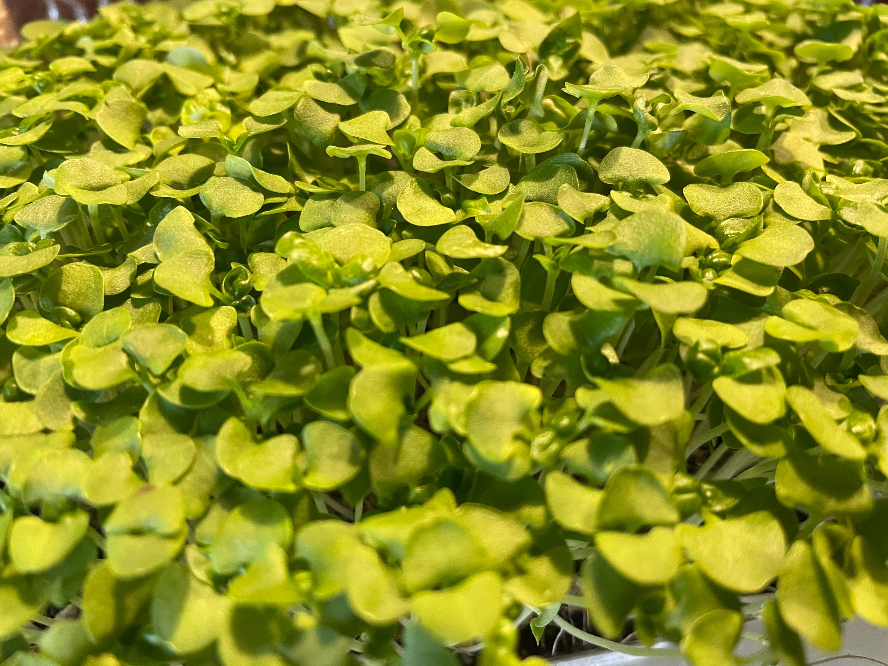 Superfood Greens Powder Greens Powder Made From 100 Dehydrated