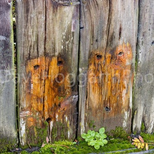 Two Owls on a Fence  - North Yorkshire - England - Instant Download - Digital Download - Printable Download - Wall Art