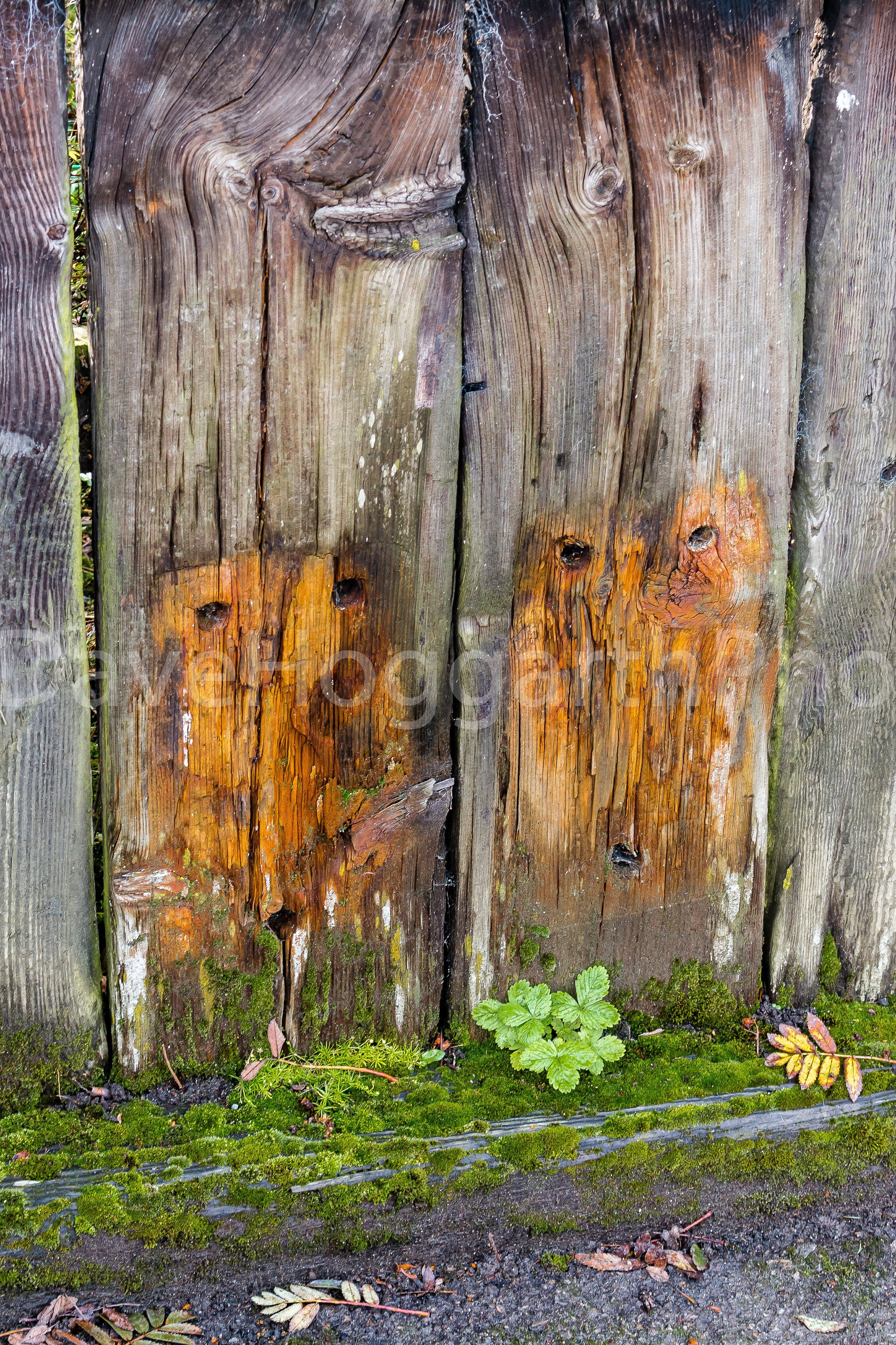 Two Owls on a Fence  - North Yorkshire - England - Instant Download - Digital Download - Printable D