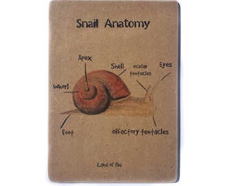 Snail Nature Anatomy Wooden Learning Flash Card