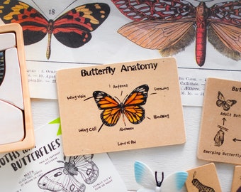 Butterfly Nature Anatomy Wooden Learning Flash Card