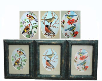 Set of 3 Vintage Bird Prints in Green Frames