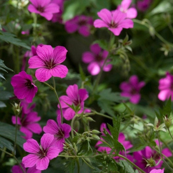 Patricia Hardy Geranium Plant - Cranesbill