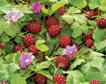 Arctic Raspberries - Rubus arcticus x stellarcticus - 2 Plants