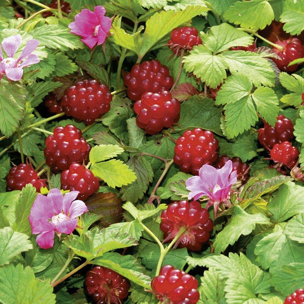 Arctic Raspberries - Rubus arcticus x stellarcticus - 2 Plants