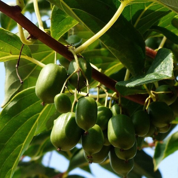 Issai - Female Hardy Kiwi 1-2 Year Old Plant - Actinidia arguta