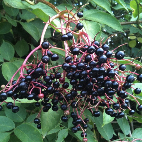 Ranch Elderberry Plant - Sambucus canadensis hybrid