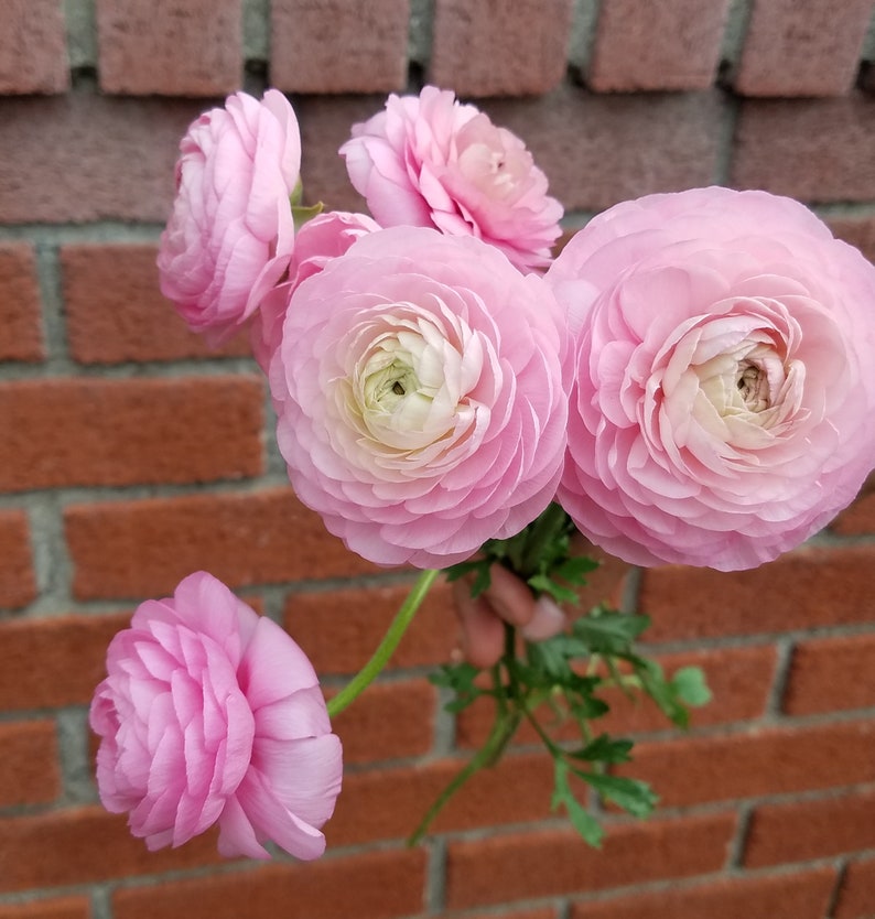 Elegance Italian Ranunculus Rosa Chiaro 10 Corms