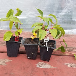 3 Hardy Kiwi plants - 4" - 10" plants in 2.5" pot - Actinidia arguta