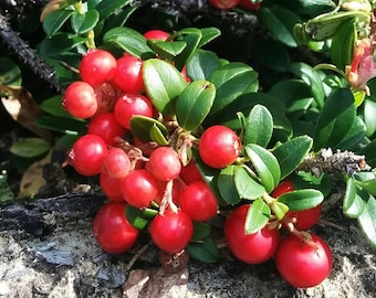 Linnea Lingonberry Plant - Vaccinium vitis-idaea