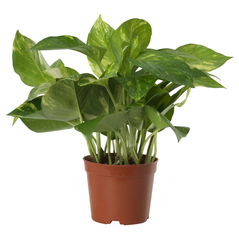 Tropical Plant Variegated green yellow Vine EASY to GROW 4 potted Golden Pothos Ivy