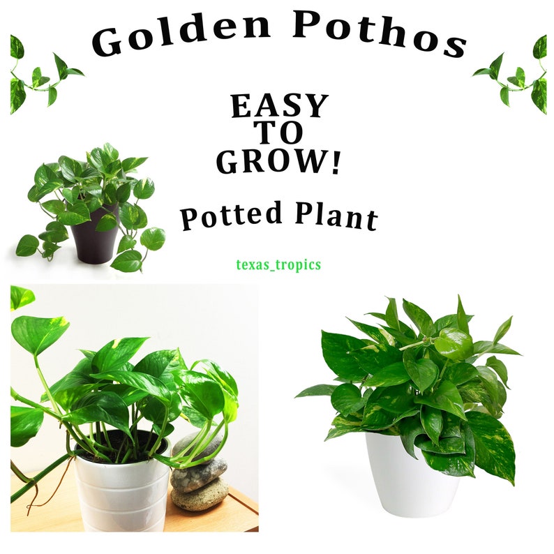 Tropical Plant Variegated green yellow Vine EASY to GROW 4 potted Golden Pothos Ivy