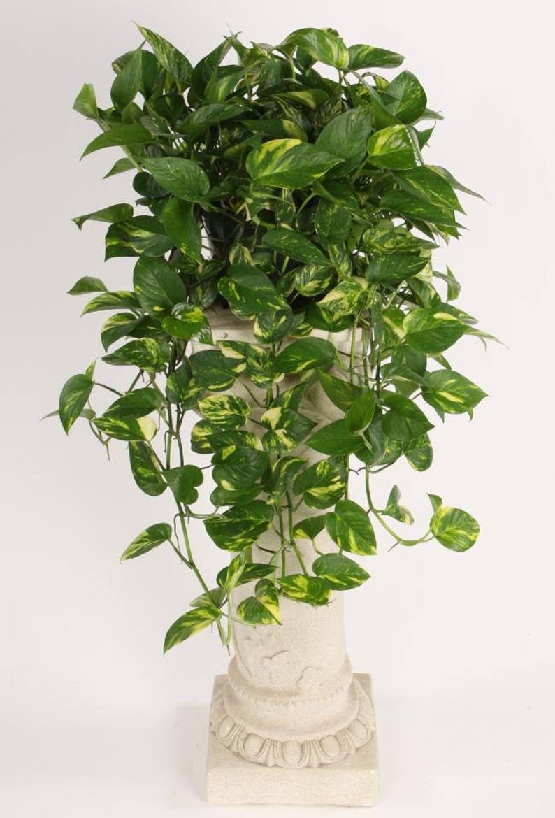 Tropical Plant Variegated green yellow Vine EASY to GROW 4 potted Golden Pothos Ivy